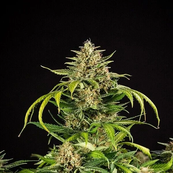 Green Gelato Usa Premium Auto X3-Royal Queen 1