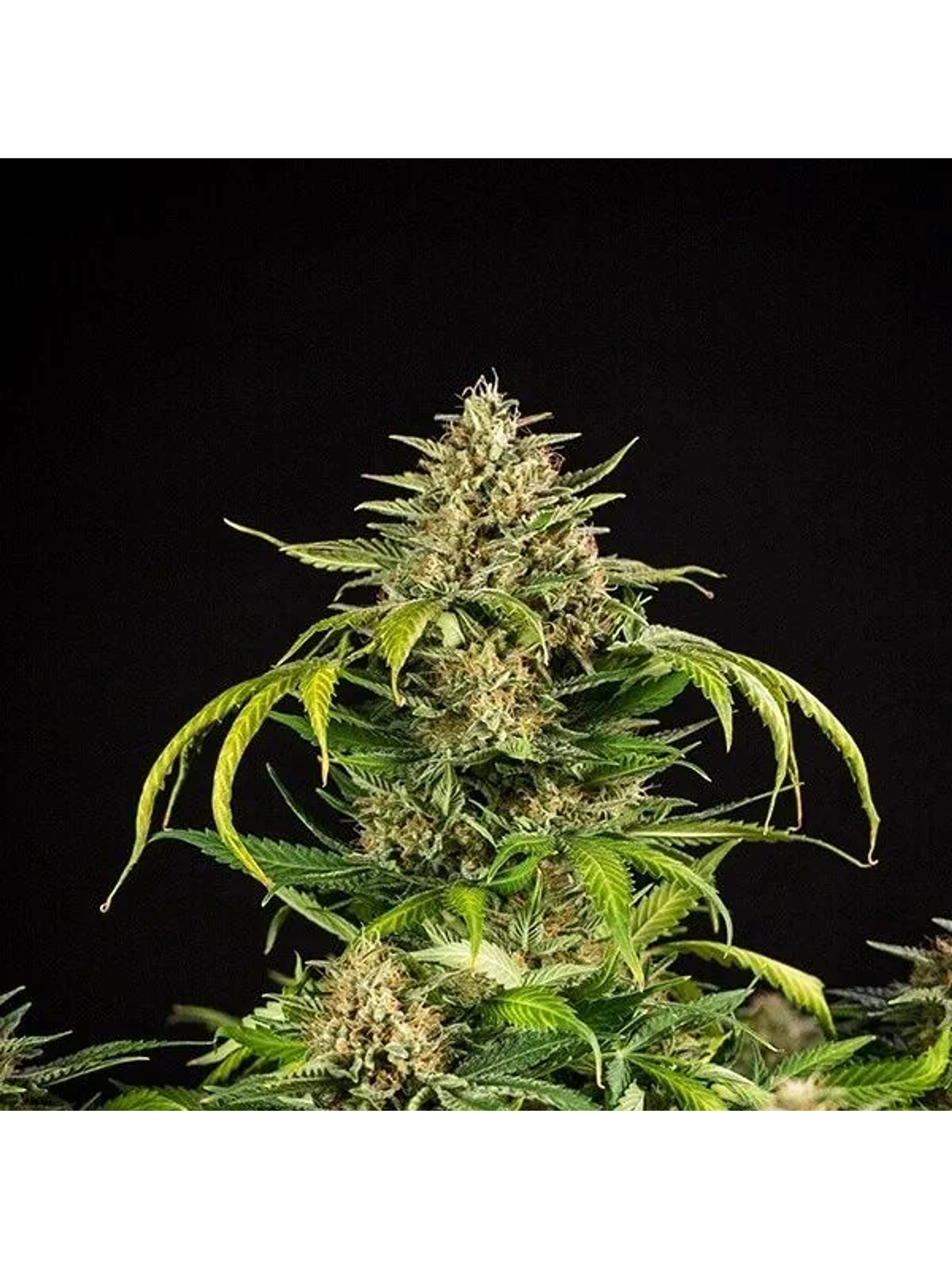 Green Gelato Usa Premium Auto X3-Royal Queen 1