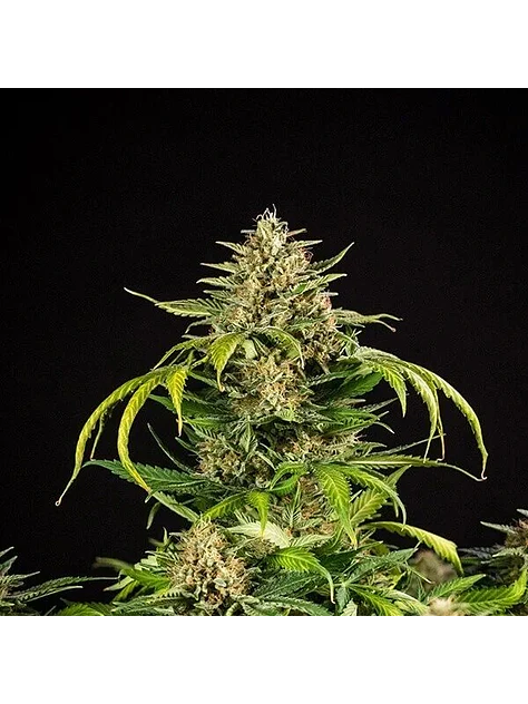 Green Gelato Usa Premium Auto X3-Royal Queen 1