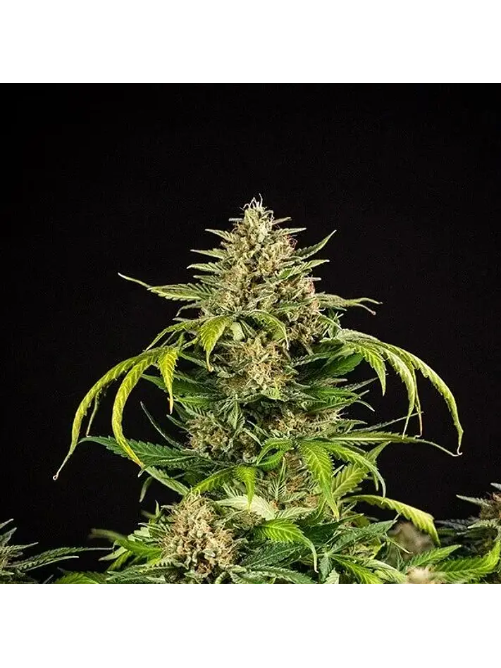 Green Gelato Usa Premium Auto X3-Royal Queen 1