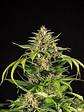 GREEN GELATO USA PREMIUM AUTO X3-ROYAL QUEEN - Miniatura 1