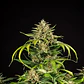 Green Gelato Usa Premium Auto X3-Royal Queen - Miniatura 1