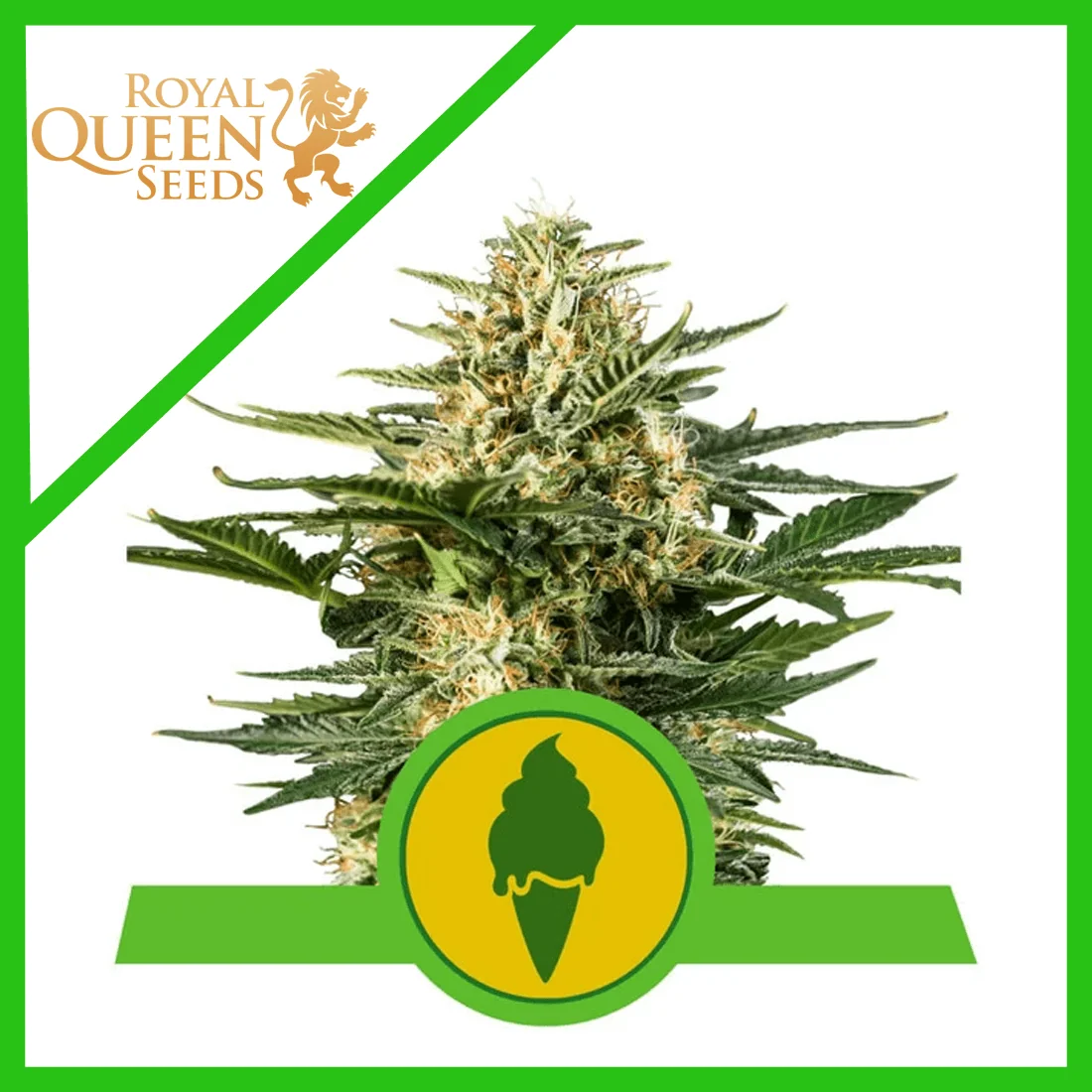 Green Gelato Usa Premium Auto X3-Royal Queen 2
