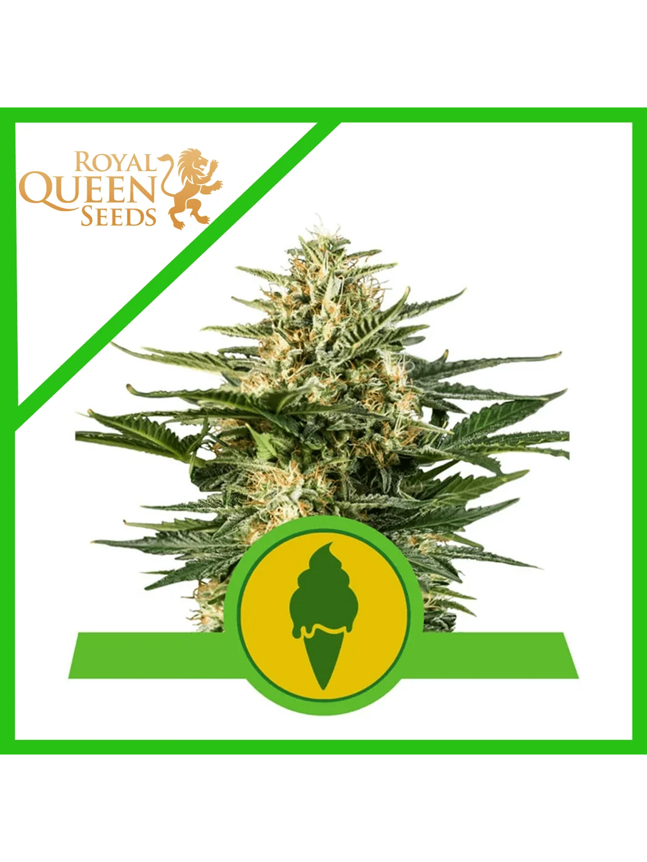 Green Gelato Usa Premium Auto X3-Royal Queen 2