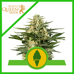 Green Gelato Usa Premium Auto X3-Royal Queen