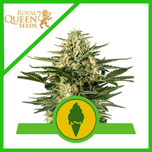 GREEN GELATO USA PREMIUM AUTO X3-ROYAL QUEEN