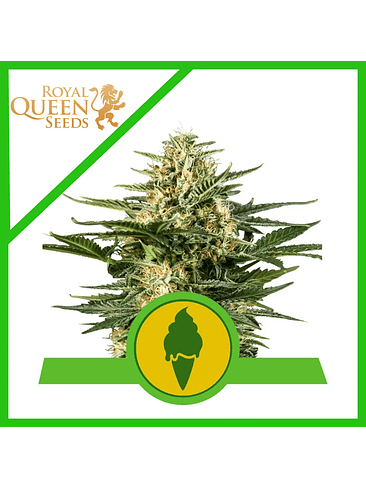 GREEN GELATO USA PREMIUM AUTO X3-ROYAL QUEEN 2