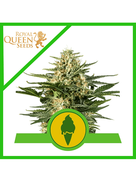 GREEN GELATO USA PREMIUM AUTO X3-ROYAL QUEEN 2