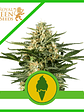 GREEN GELATO USA PREMIUM AUTO X3-ROYAL QUEEN - Miniatura 2