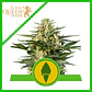 Green Gelato Usa Premium Auto X3-Royal Queen - Miniatura 2