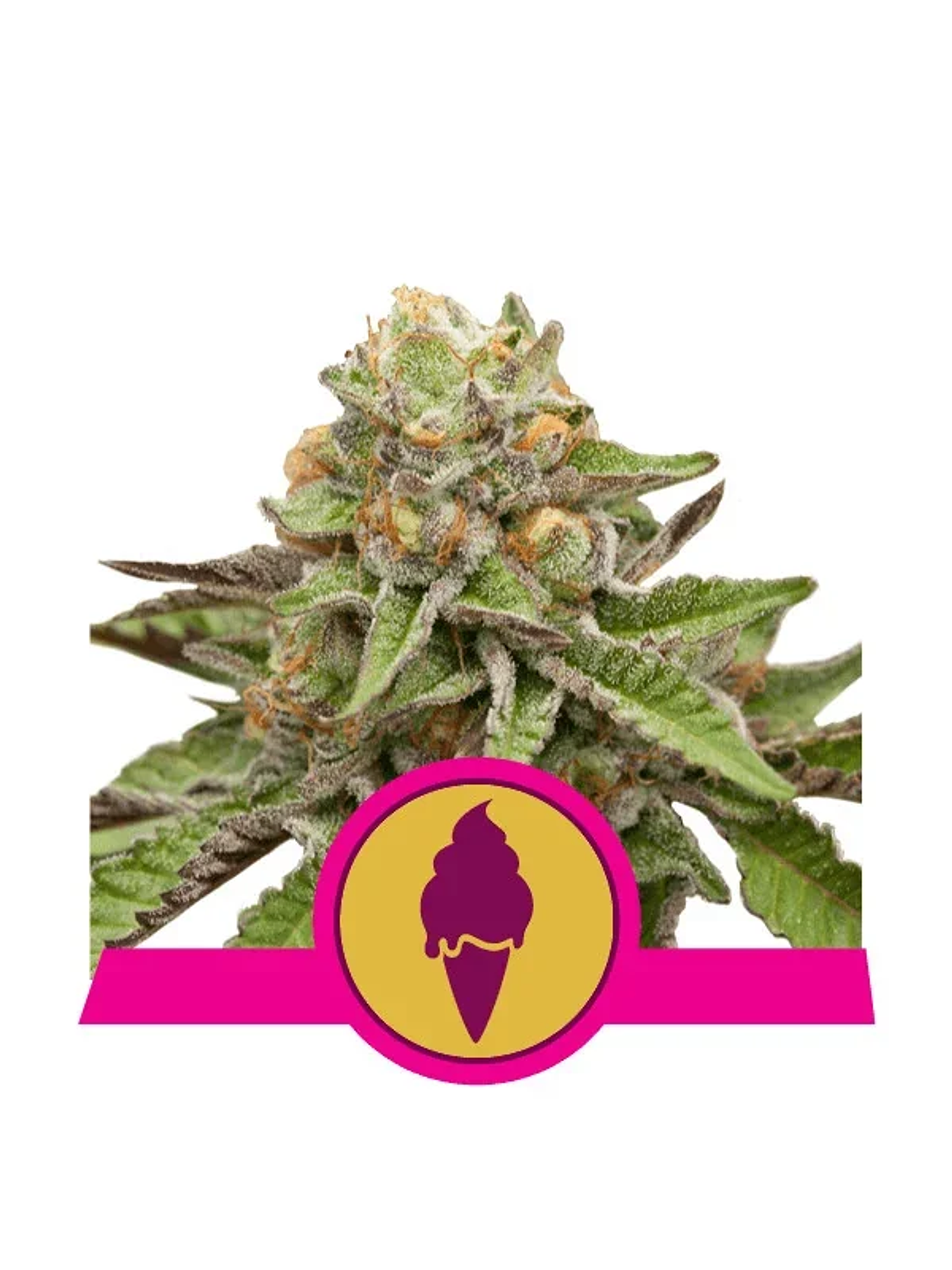 Green Gelato Usa Premium Fem X3-Royal Queen 1