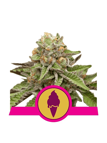 GREEN GELATO USA PREMIUM FEM X3-ROYAL QUEEN 1