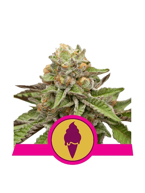 Green Gelato Usa Premium Fem X3-Royal Queen 1