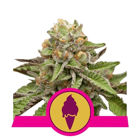 Green Gelato Usa Premium Fem X3-Royal Queen