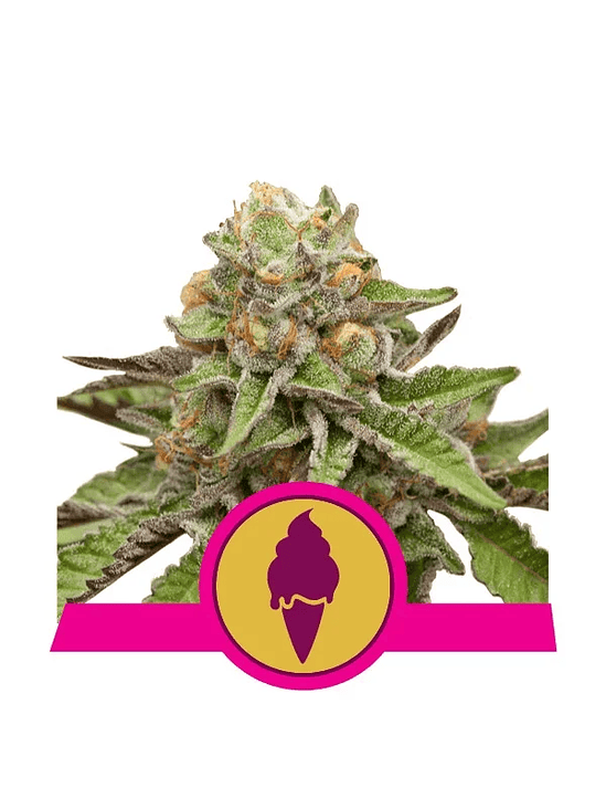 GREEN GELATO USA PREMIUM FEM X3-ROYAL QUEEN 1