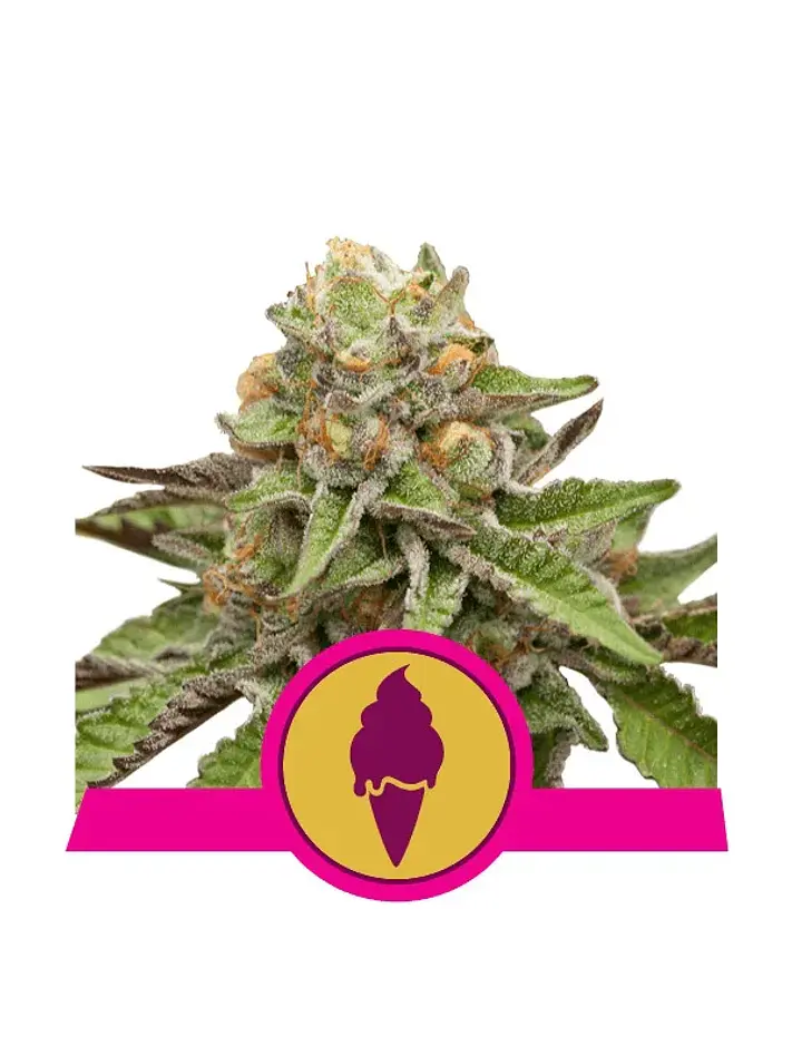 Green Gelato Usa Premium Fem X3-Royal Queen 1