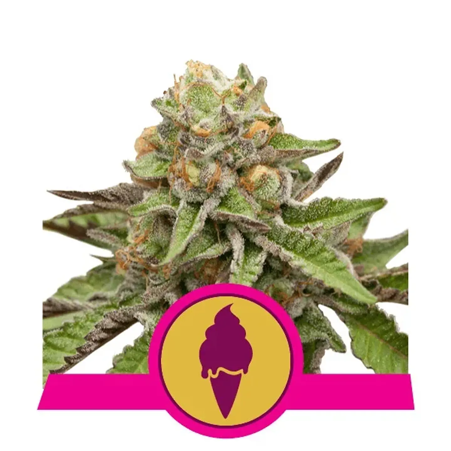 Green Gelato Usa Premium Fem X3-Royal Queen 1