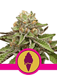 GREEN GELATO USA PREMIUM FEM X3-ROYAL QUEEN - Miniatura 1