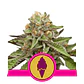 Green Gelato Usa Premium Fem X3-Royal Queen - Miniatura 1