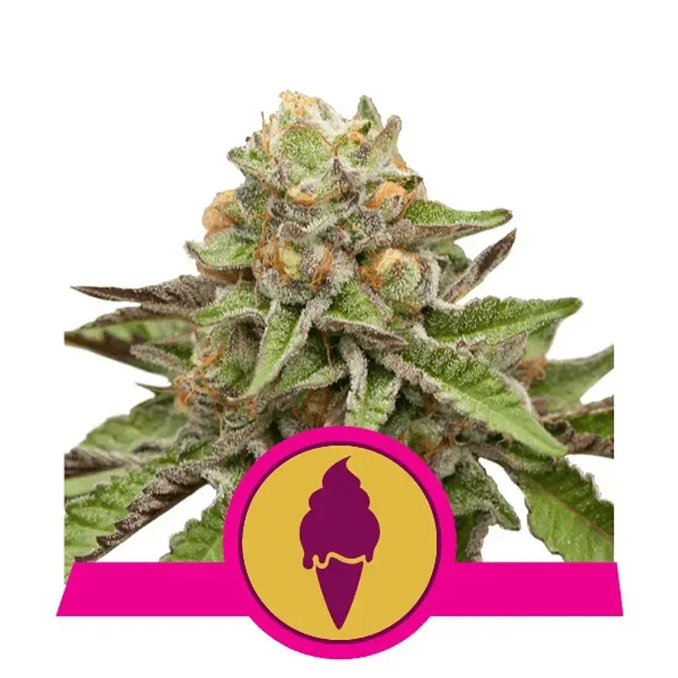 Green Gelato Usa Premium Fem X3-Royal Queen 1