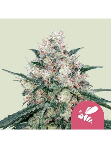 HONEY CREAM FAST FEM X100-ROYAL QUEEN SEEDS 1