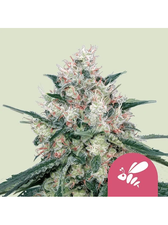 HONEY CREAM FAST FEM X100-ROYAL QUEEN SEEDS 1
