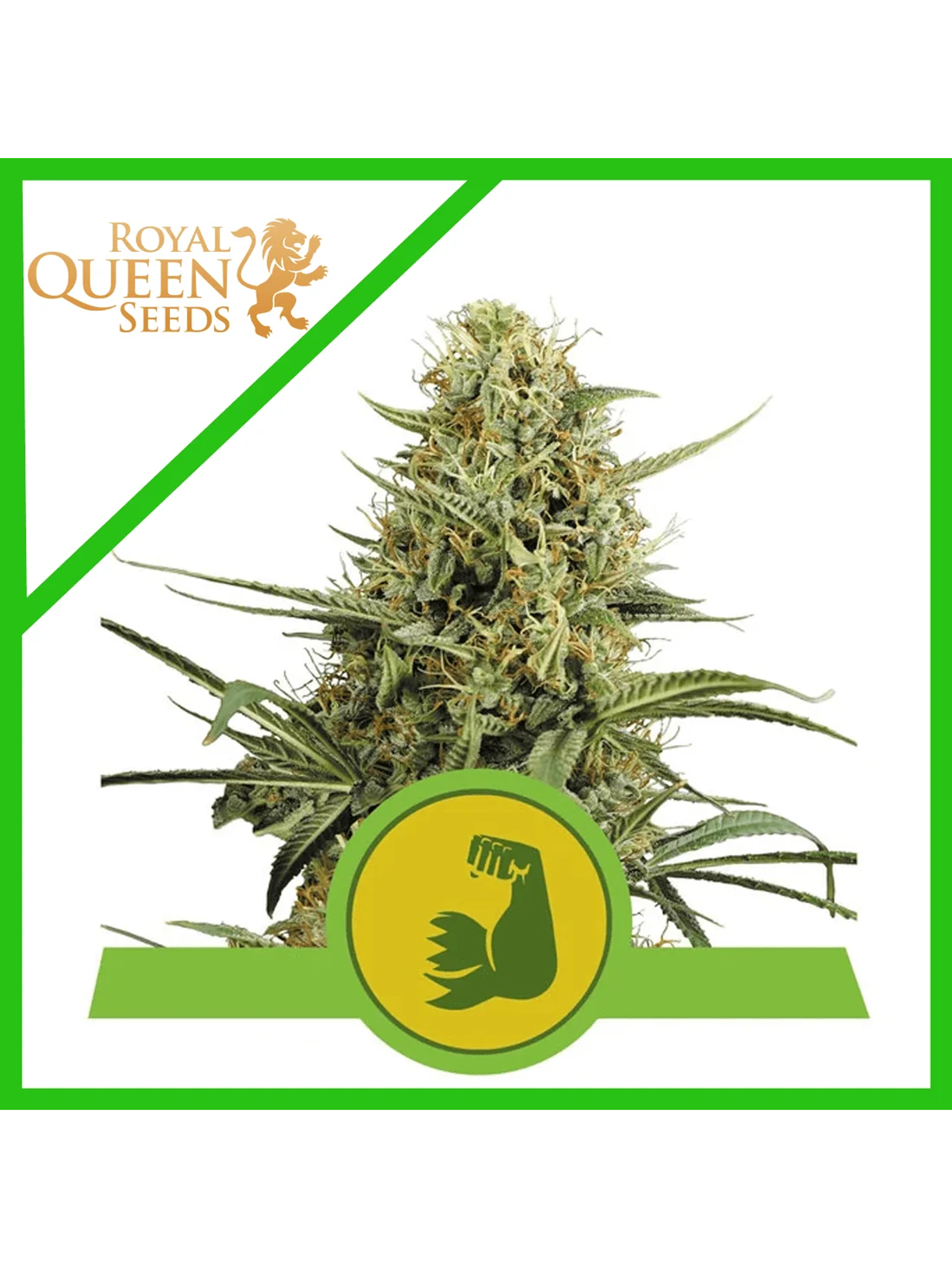 Hulkberry Usa Premium Auto X3-Royal Queen 1