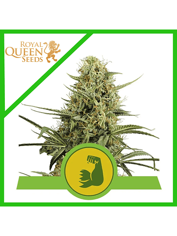 HULKBERRY USA PREMIUM AUTO X3-ROYAL QUEEN 1