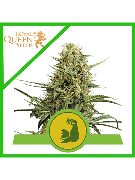 Hulkberry Usa Premium Auto X3-Royal Queen 1