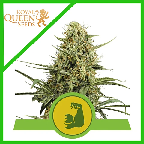 Hulkberry Usa Premium Auto X3-Royal Queen