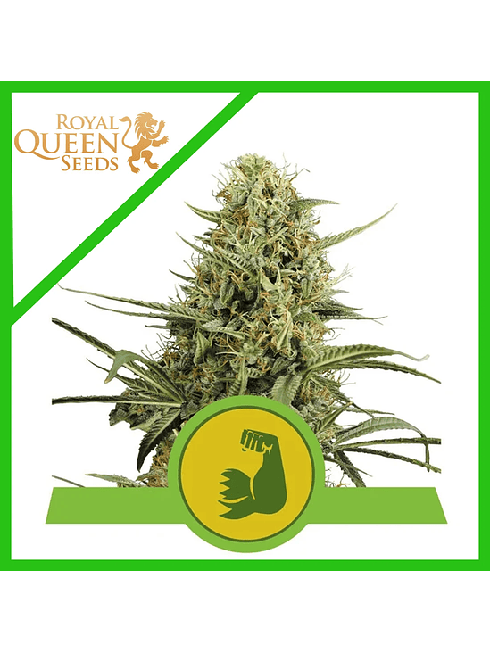 HULKBERRY USA PREMIUM AUTO X3-ROYAL QUEEN 1