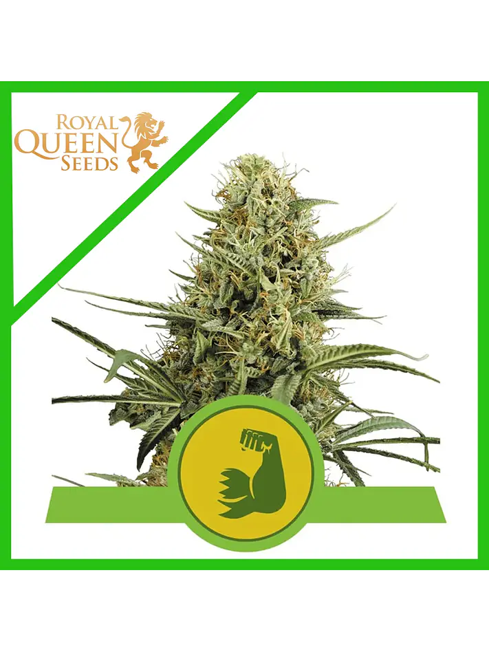 Hulkberry Usa Premium Auto X3-Royal Queen 1
