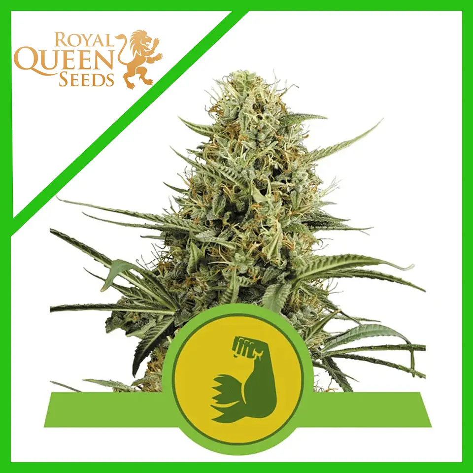 Hulkberry Usa Premium Auto X3-Royal Queen 1