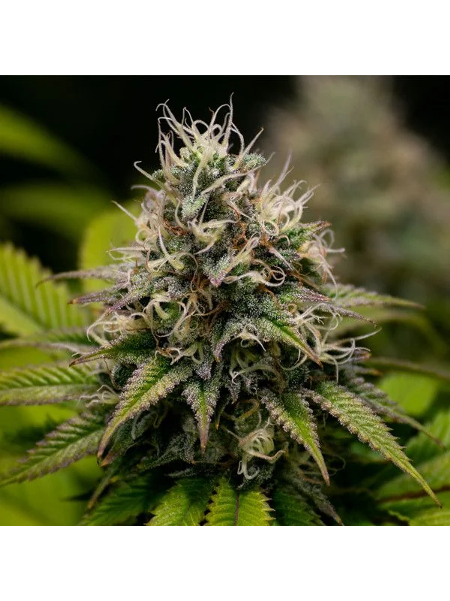 Kali Dog Fem -Royal Queen (X3/X1) 2