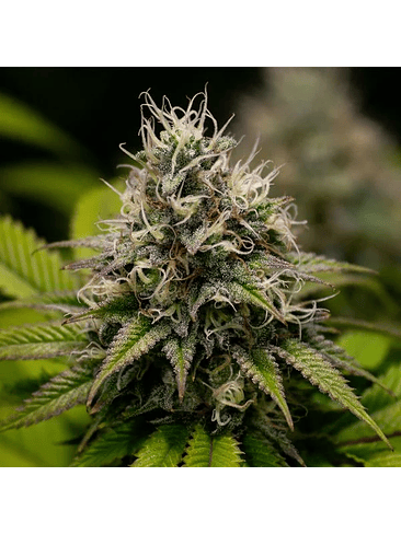 KALI DOG FEM X3-ROYAL QUEEN 2