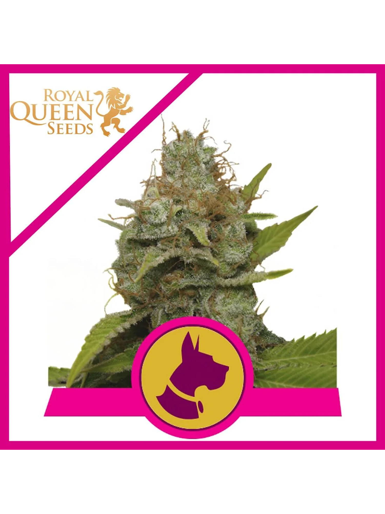 Kali Dog Fem -Royal Queen (X3/X1) 1