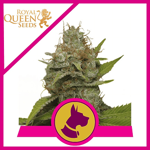 KALI DOG FEM X3-ROYAL QUEEN