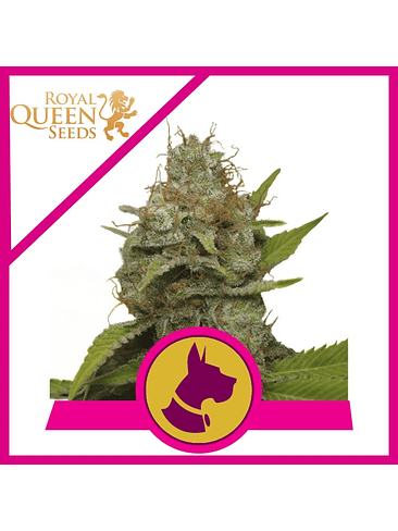 KALI DOG FEM X3-ROYAL QUEEN 1