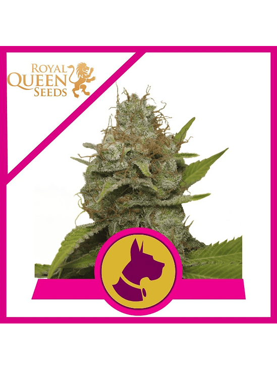 KALI DOG FEM X3-ROYAL QUEEN 1