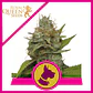 Kali Dog Fem -Royal Queen (X3/X1) - Miniatura 1