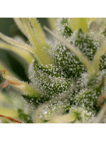 KALI DOG FEM X3-ROYAL QUEEN 3