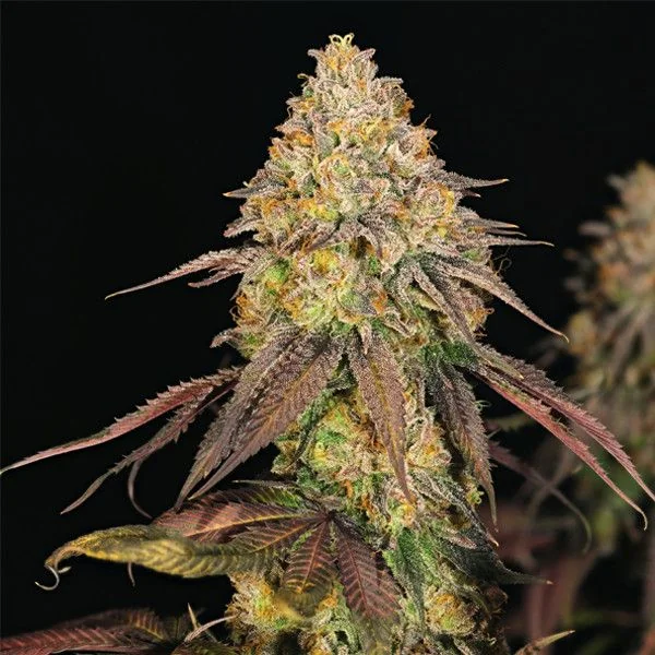 Legendary Og Punch Usa Premium Fem X3-Royal Queen 2