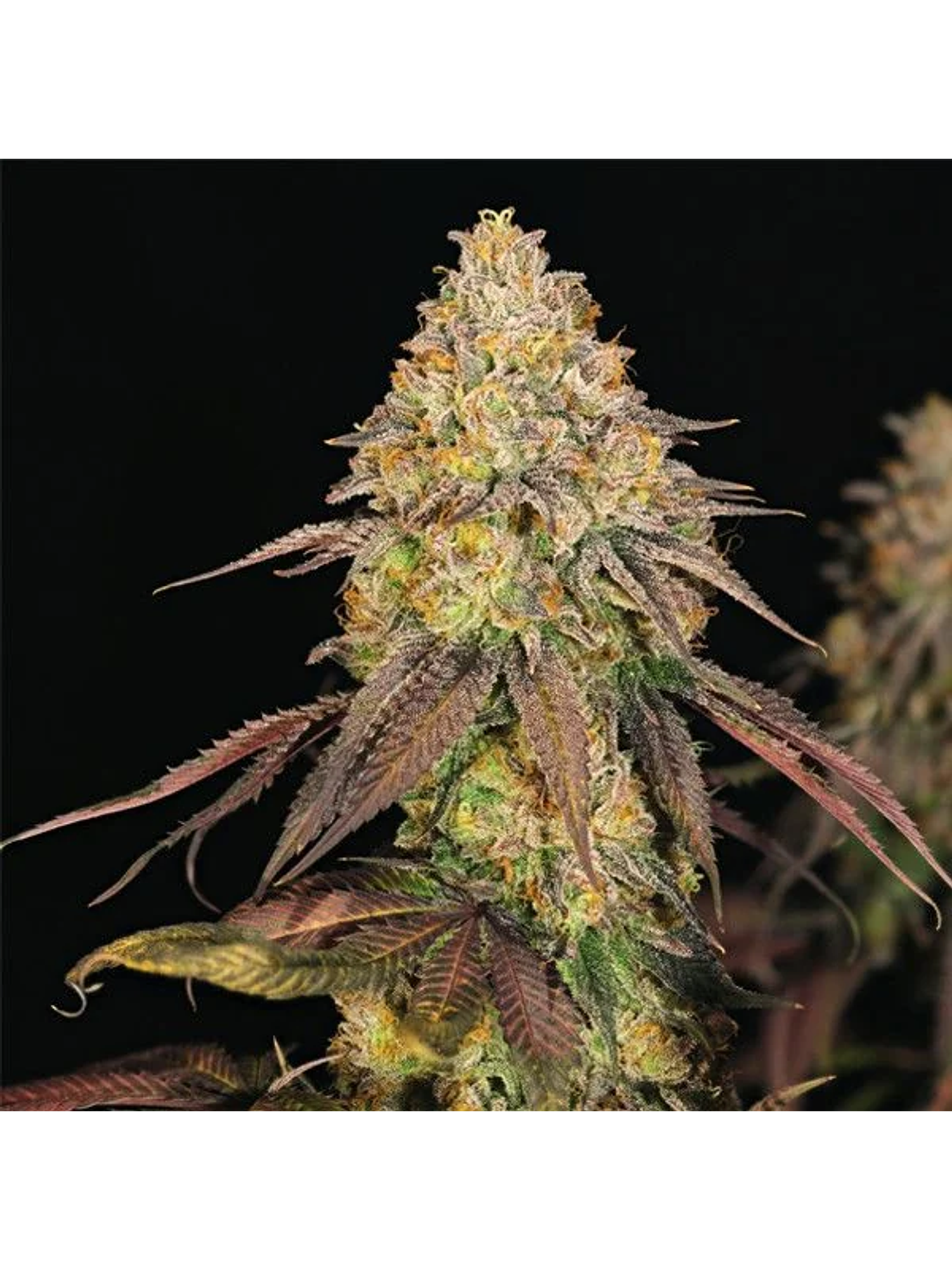 Legendary Og Punch Usa Premium Fem X3-Royal Queen 2