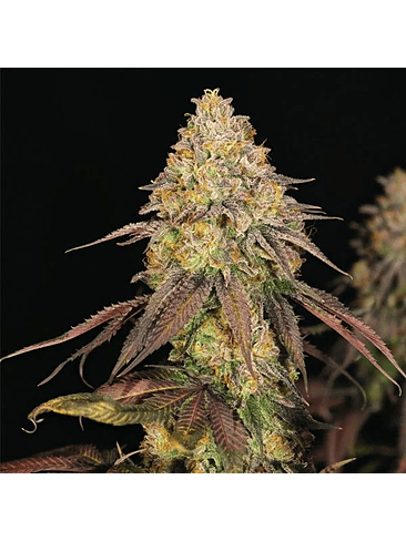 LEGENDARY OG PUNCH USA PREMIUM FEM X3-ROYAL QUEEN 2