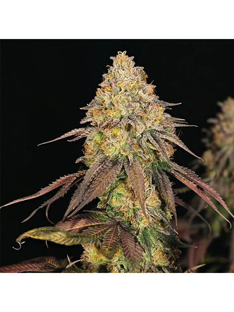 Legendary Og Punch Usa Premium Fem X3-Royal Queen 2