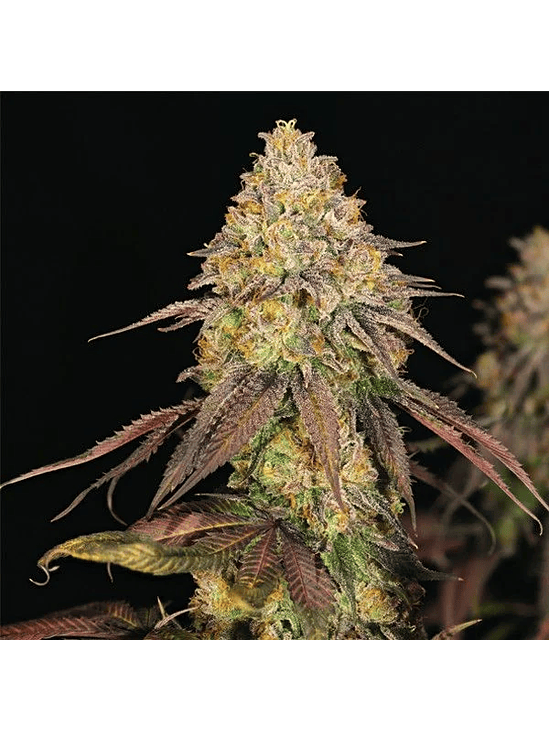 LEGENDARY OG PUNCH USA PREMIUM FEM X3-ROYAL QUEEN 2