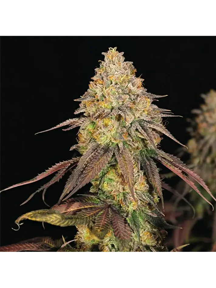 Legendary Og Punch Usa Premium Fem X3-Royal Queen 2