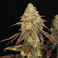 Legendary Og Punch Usa Premium Fem X3-Royal Queen - Miniatura 2