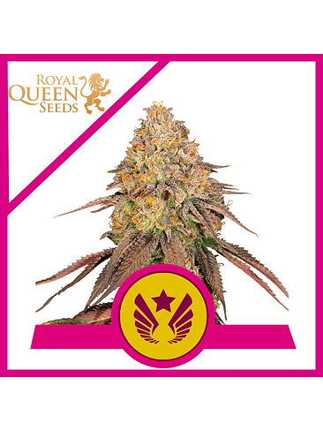 LEGENDARY OG PUNCH USA PREMIUM FEM X3-ROYAL QUEEN 1