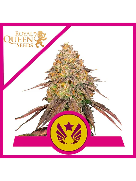Legendary Og Punch Usa Premium Fem X3-Royal Queen 1